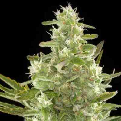 Critical+ Automatic > Dinafem Seeds | Autoflowering Cannabis   |  Indica